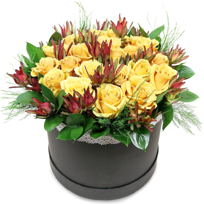 A luxurious floral hatbox arrangement features a harmonious blend of golden yellow roses and burgundy leucadendron, expertly composed to create a sense of refined joy, as though it might be waiting in the hallway of a Grove Park townhouse to greet arriving guests. The container is a round, low cylinder in deep black or charcoal, with a matte or softly satin finish that quietly contrasts with the organic textures above. Rising in a carefully shaped dome, the flowers fill the space generously, with the roses forming the main body of the design. Around two dozen large-headed yellow roses are packed side by side, so close that their petals almost weave together. Each bloom displays a perfect rosette of soft, velvety petals, spiralling from centre to edge in tones that range from pale lemon at the inner whorl to deeper, honeyed gold at the outermost curl. Between and slightly above these sit the striking forms of Leucadendron 'Safari Sunset'. Their elongated, cone-like bracts are a rich burgundy, subtlety edged with chestnut and fading to green near the stem, providing architectural interest and deep colour contrast against the smooth, rounded roses. A broad collar of glossy dark green leaves, perhaps salal or camellia, frames the base of the arrangement, grounding the composition and offering a fresh, verdant backdrop. Threaded through this are finer, airy sprigs of light green foliage resembling asparagus fern or soft conifer tips, some peeking between the roses, others gently resting over the hatbox rim, creating a sense of lightness and movement. Just below the blooms, a narrow band of white lace trim circles the top of the box, its delicate floral or geometric pattern lending a touch of vintage elegance and handmade charm. Against the clean white background, every shade and texture stands out with clarity, suggesting freshly arranged flowers ready for delivery by local hands, perfect for birthdays, anniversaries, or heartfelt thanks across Grove Park and neighbouring Chiswick.