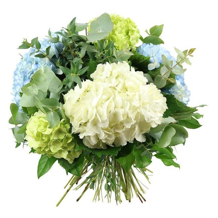 A lush hand-tied bouquet of hydrangeas and greenery is captured in a studio-style image against a pristine white background, the kind of refined arrangement that would feel at home in a Grove Park townhouse overlooking the river. At its core, a full, rounded mass of creamy white hydrangeas commands attention, each small floret blending into the next to create a smooth, cloud-soft surface. Encircling this central bloom, ample heads of pastel sky-blue hydrangeas unfurl, the petals rippling outward in gentle curves, displaying subtle variations of blue that suggest soft reflections of the sky seen from Grove Park's quiet residential streets. Nestled between these are vivid lime-green hydrangea clusters, their chartreuse tones injecting vitality and brightness, like the first young leaves along the nearby railway embankments in spring. All around, the bouquet is framed by an abundant mix of foliage: rounded eucalyptus leaves in silvery green extend gracefully beyond the hydrangea domes, adding a light, contemporary feel and hinting at their faint, clean scent; deeper emerald-green leaves with a glossier finish weave through the centre, providing shadows, structure, and an impression of depth. The stems of the hydrangeas and greenery are visible at the base, neatly aligned and securely tied, revealing the classic hand-tied construction that makes the design ready for a vase in any Grove Park home. Soft, even lighting eliminates harsh shadows and allows the whites, blues, and greens to appear crisp and true to life, emphasising both the volume and the delicate detail of the bouquet. The overall effect is one of calm sophistication and fresh elegance, perfectly suited to celebrations, quiet anniversaries, or as a serene sympathy or get-well arrangement for families in Grove Park.