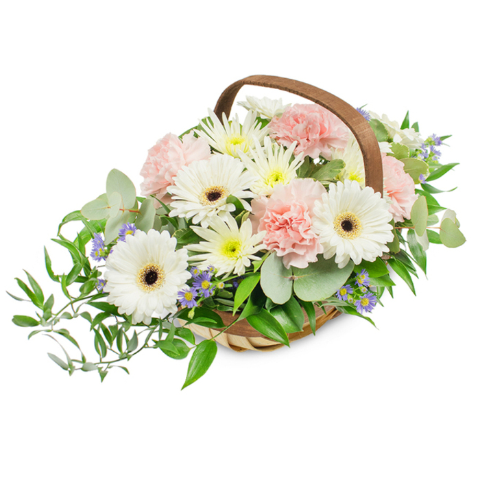 A lovingly assembled basket arrangement set against a clean white backdrop, offering a classic and quietly joyful palette of whites, soft pinks, and verdant greens. The container is a light, handwoven wicker or willow basket with a rounded, arching wooden handle that frames and contains the bloom mass without concealing the natural spill of flowers. Prominent in the design are several large white Gerbera daisies whose smooth, broad petals open like small suns around a deep brown to almost black centre, providing a bold focal contrast that remains elegant rather than loud. Intermingled are clusters of blush pink carnations, their ruffled petals creating a gentle, romantic softness and a sense of abundant texture that invites touch. The spaces are thoughtfully filled with sprays of tiny white and pale yellow daisy-like chrysanthemums or asters, contributing a lush, airy fullness and a subtle lift of brightness. Scattered among the foliage are minute pale purple or blue accent blooms, possibly small asters, which add delicate cool notes that deepen the visual interest. A variety of greenery underpins the arrangement: rounded, silvery eucalyptus leaves bring a fresh, citrus-like aroma and a contemporary palette, while darker, glossy ruscus branches trail outward-especially to the left-forming a graceful cascade that elongates the silhouette. Illuminated by clear, even light that reveals the texture of each petal and the basket weave, this display is versatile-suitable for Mother's Day, a thank-you gesture, or a gentle condolence tribute-and would sit comfortably on a mantle or reception table in homes around Grove Park, Baring Road, or nearby Sundridge Park.