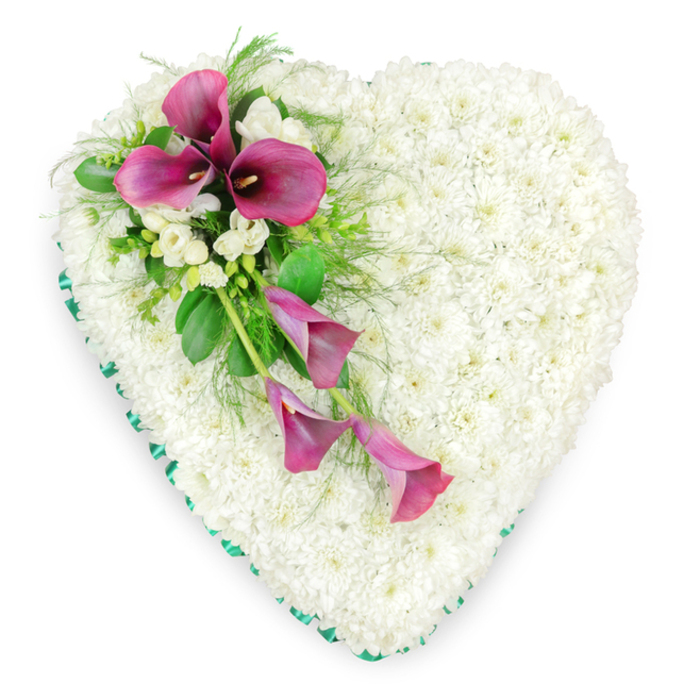 This photograph presents a beautifully composed heart-shaped sympathy tribute, laid flat against an uncluttered white background that highlights the purity of its colours. The heart's main body is crafted from innumerable white spray chrysanthemums, each head closely nestled to create a thick, velvety layer of petals. The repetitive texture of the chrysanthemums forms a flawless, snow-like surface that suggests stillness, reflection, and the tenderness of a carefully considered goodbye. Encircling the edge of the heart is a slim, emerald green ribbon, its satin finish smoothly following each curve, giving the shape a neat, tailored border that speaks to the florist's precision and care. From the upper left, stretching diagonally towards the centre, an elegant spray of deep magenta calla lilies draws the eye. Two of the lilies rise a little higher, fully open and framing their dark central spadices, while three more cascade gracefully downward, their sculptural funnels slightly angled as if caught in a gentle movement. Interspersed among these striking callas are dainty clusters of white freesias or similar blossoms, their softer, more open petals lifting the arrangement and hinting at a gentle fragrance. Around and beneath the featured blooms, lush greenery - from smooth, glossy leaves to delicate, feathery fern fronds - adds depth, contrast, and a natural rhythm to the design. The overall effect is that of a refined and heartfelt tribute, ideal for a funeral or memorial service in Grove Park, where families might gather close to the park itself or along quiet residential streets to honour a much-loved relative or friend with a symbol of enduring affection.