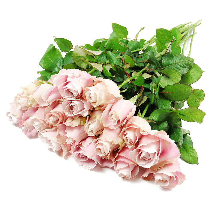 From a high vantage point, a generous bouquet of around two dozen long-stemmed roses in the palest blush pink stretches across a pure white background, suggesting the tasteful simplicity of a sympathy arrangement prepared in Grove Park. The composition runs diagonally, with the rose heads clustered closely together at the lower left, their layered petals overlapping softly where they meet. Each bloom forms a delicate spiral that draws the eye inward, the outer petals almost white with a hint of warm pink, gradually deepening to a more pronounced dusty rose and subtle lavender tone in the concealed inner folds. Some flowers appear as tight buds, their shapes clean and compact, while others have opened further, displaying the full rosette pattern that signals peak freshness. Surrounding the blossoms is a rich halo of dark green leaves, glossed by the even lighting so that their texture and structure become clearly defined. The leaves are plentiful and healthy, aligning along the sturdy stems that fan out towards the upper right in a tidy, parallel bundle. No vase or other object intrudes on the scene: it is simply the roses, their foliage, and the white ground, giving the arrangement a sense of peace, space, and contemplation. The lighting is bright but gentle, emphasising detail without harsh contrast, allowing every nuance of pink and green to stand out. This tranquil, dignified bouquet would suit website content about sympathy and funeral flowers, memorial tributes, or sending a quiet, comforting message to loved ones in Grove Park during times of loss.