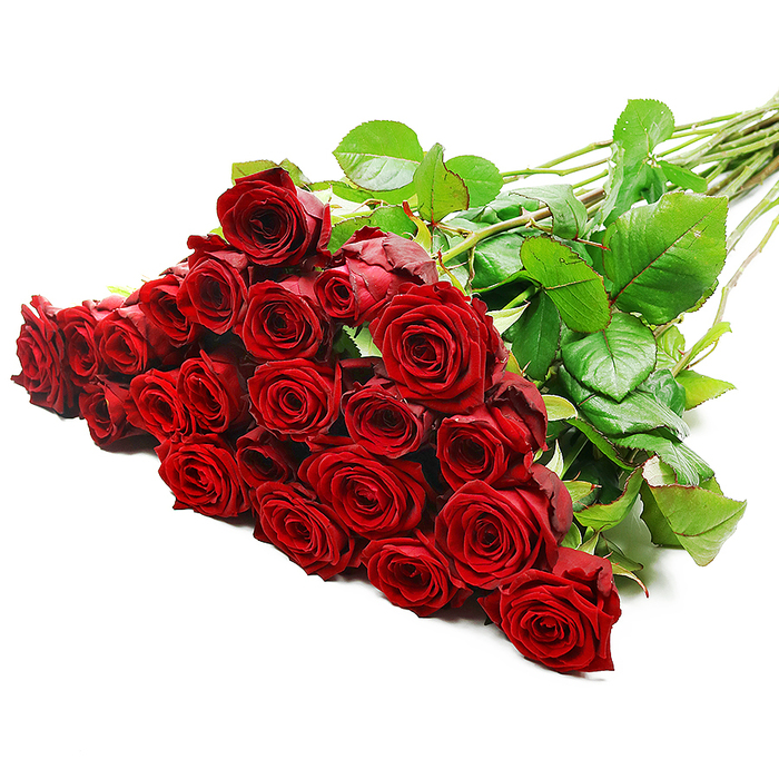 A dramatic display of long-stemmed red roses stretches diagonally across a stark white background, the heads of the flowers gathered in a generous, tightly packed group that almost spills towards the viewer. Approximately two to three dozen roses are visible, their velvety crimson petals delicately layered in beautifully symmetric spirals that suggest meticulous selection and handling. Each bloom appears at its absolute peak, with centres still slightly closed while outer petals begin to unfurl, creating a sense of both structure and softness. The intense red colour, bordering on deep ruby, brings to mind grand romantic gestures often planned by Grove Park residents for anniversaries, proposals, or special evenings at home. Bright, even lighting flows across the arrangement, revealing every contour and subtle tonal shift, and casting the lightest of shadows between petals to enhance depth. Interspersed throughout the mass of blooms are lush dark green leaves, their fresh, glossy surfaces contrasting vividly with the rich red of the flowers. From behind this luxuriant head of roses, a fan of long, straight stems runs to the right edge of the frame, some showing delicate thorns along their length, a quiet reminder that these are freshly cut, natural roses. The minimalist white backdrop gives the arrangement a gallery-like quality, focusing all attention on the interplay between colour and texture. The image captures the feeling of an impeccably crafted bouquet from a trusted Grove Park florist, ready to be carried through quiet tree-lined streets as an unforgettable expression of pure, undiluted romance.