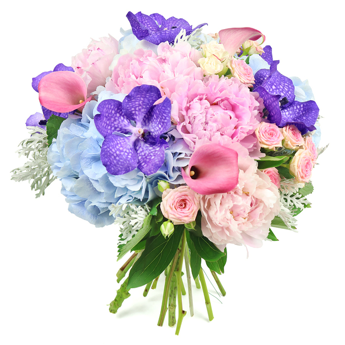 Photographed against a pristine white backdrop, this opulent bouquet showcases a luxurious blend of pastel and jewel tones that feels perfectly at home in the leafy calm of Grove Park. Dominating the centre, fully bloomed light pink peonies spread their many ruffled petals like layers of silk, creating a plush, romantic core that immediately draws the gaze. Around this heart, powder blue hydrangeas form generous, rounded clusters, their tiny individual florets merging into a soft, cloudlike mass that brings a gentle, sky-blue coolness to the composition. Woven thoughtfully throughout, deep purple Vanda orchids stand out with their wide, speckled petals, adding a hint of exotic refinement and a sense of depth, as though the bouquet holds small secrets within its folds. Striking fuchsia calla lilies emerge with sculptural elegance, their smooth, trumpet-shaped blooms providing clean, modern lines and a richer pink accent that enlivens the arrangement. Amid these larger flowers, clusters of blush pink spray roses nestle like quiet whispers, their dainty size and densely layered petals lending the piece a romantic, garden-inspired intimacy. Framing everything are luxurious leaves and textured greenery: glossy dark greens give structure and contrast, while velvety, silvery-green dusty miller peeks through to cool and soften the colour palette, echoing the gentle tones of early morning light along the nearby Thames. The stems are gathered tightly and left exposed at the base, tied neatly to highlight the hand-tied artistry typical of a skilled local florist. Overall, the bouquet exudes a feeling of polished celebration and tender emotion, ideal for weddings, elegant dinner parties, or meaningful gift deliveries across Grove Park and neighbouring areas.
