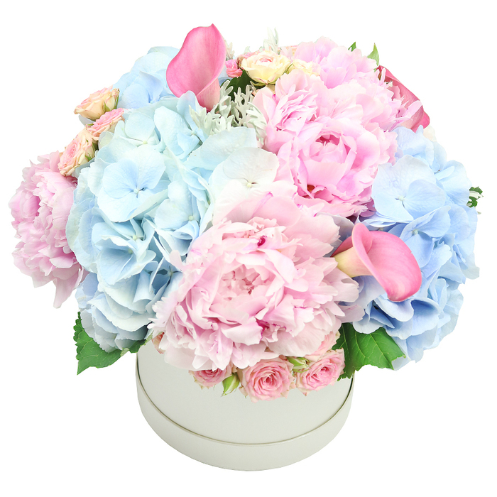 A masterfully balanced dome of pastel pink and soft baby blue blooms sits proudly in a light-grey hatbox, displaying the hallmark of a skilled Grove Park florist. The largest blooms are fluffy pink peonies, their ruffled petals aligned to catch the light with a satin sheen. Deep-blue hydrangea clusters add volume and a cool counterpoint, while two vibrant pink calla lilies provide vertical anchors that draw the eye upward. Around the rim, clusters of tightly budded spray roses in pale pink add delicate texture and a touch of classic romance. Silver-green foliage and subtle dusty miller peek through, giving depth and a natural, garden-fresh feel. The arrangement completes a full, rounded dome, a testament to careful spacing, stem orientation, and craft. Photographed against a pure white backdrop, it reads as a refined gift suitable for weddings, anniversaries, or a luxurious birthday surprise in Grove Park. This design is meticulously constructed to travel well for same-day delivery across the Grove Park area, ensuring every petal arrives fresh, pristine, and ready to enchant.