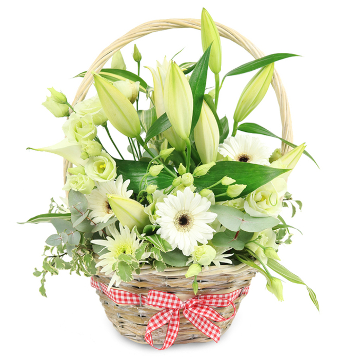 A beautifully styled floral basket sits against a pure white backdrop, its rustic wicker and fresh blooms combining into an arrangement that feels both relaxed and refined, perfect for marking an anniversary or heartfelt milestone in Grove Park. The basket is made from light natural wicker, its woven strands subtly varied in tone, creating a tactile, artisan look. A sturdy handle rises over the flowers, and a red and white gingham ribbon is tied neatly around the lower part, finishing in a small bow that introduces a cheerful hint of colour and a homely, picnic-like charm. The floral display inside is dominated by tall lily buds in shades of creamy white and soft green, their sleek forms extending upwards and backwards to create height and a sense of promise. In the foreground, several white Gerbera daisies open fully, their symmetrical petals radiating around deep brown centres that provide strong visual anchors. Between these focal blooms are clusters of lisianthus in white and gentle green, their layered, frilled petals resembling miniature garden roses and giving the basket a soft, romantic fullness. A smooth white calla lily or two emerge in a graceful curve, lending a contemporary sculptural detail that contrasts beautifully with the more traditional daisies and lilies. Smaller, spiky white and green chrysanthemum-like flowers are scattered throughout to fill any spaces with fine, star-like texture. Encircling and supporting the flowers, a rich variety of foliage creates structure: rounded eucalyptus leaves in misty blue-green, variegated leaves with creamy margins that lighten the edges, and broad, deep green leaves that anchor the arrangement. The combination of fresh whites, subtle greens, and natural wicker evokes a sense of purity, calm, and renewal, as if the basket had just been brought in from a garden near the station, ready to brighten a Grove Park living room or bedroom with quiet elegance.