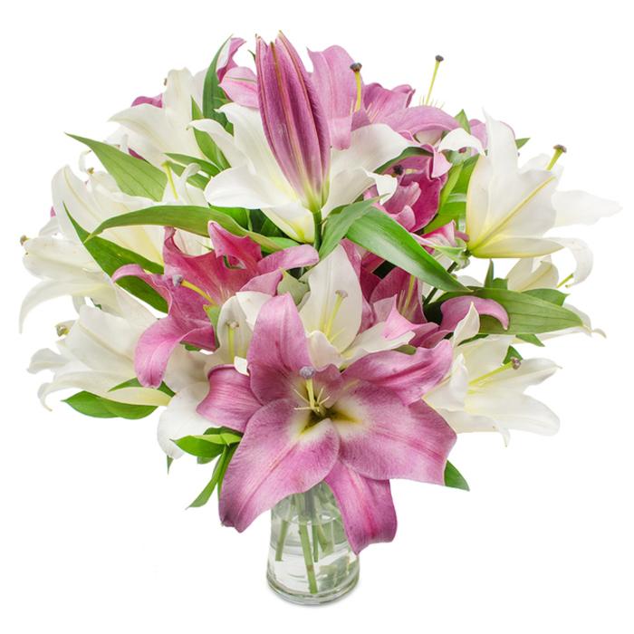 An abundant bouquet of oriental lilies commands attention in this image, arranged with an eye for volume and gentle movement; creamy white and vivid magenta-pink flowers create a rich, layered silhouette against a pristine white studio background. The statement comes from the contrast: immaculate off-white blooms with hints of pale green at their throats sit beside deep pink lilies whose velvety petals sometimes show subtler, lighter veins or near-white centres, adding depth to each blossom. Several flowers are open wide, their graceful petals curving back to expose stamens and delicate anthers, while a good number of long, tapered buds remain artistically tucked among the heads-evidence of a bouquet chosen for both immediate impact and a slow, unfolding life. Interspersed foliage of dark, lance-like leaves gives structure and a cooling green note that makes the colours sing. The arrangement is placed in a clear glass vase visible at the bottom centre, the transparency offering a simple-view into neat stems submerged in clean water, reinforcing the freshness of the cut lilies. Even, flattering light reveals petal texture and the faint pollen specks that authenticate the natural display; you can almost imagine the soft, heady perfume filling a hallway or kitchen. Ideal for celebratory moments or as an elegant sympathy or thinking-of-you gift, this bouquet would sit beautifully on a dining table near Baring Road shops or brightening a windowsill close to the Grove Park Nature Reserve, carrying both refined beauty and local familiarity.