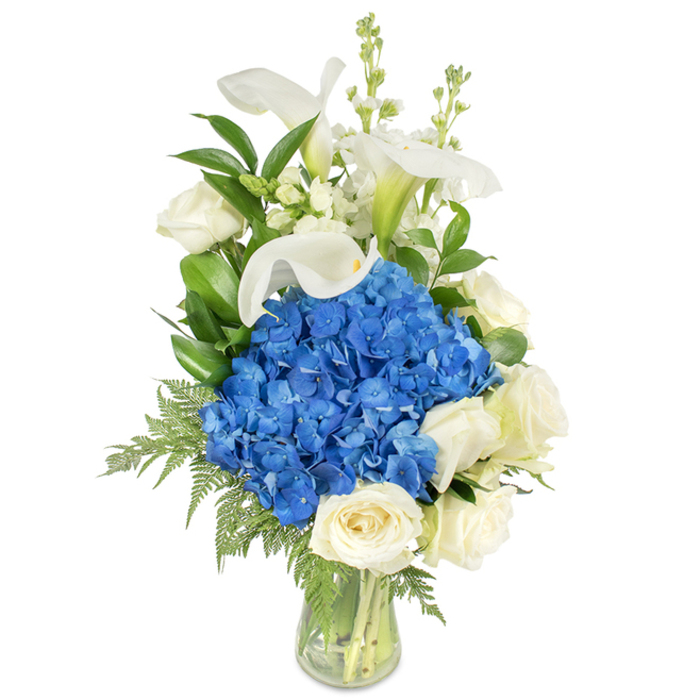 Seen against a pure white backdrop, this tall floral design balances drama and quiet restraint. A concentrated sphere of vivid blue hydrangeas forms the central anchor-a plush, textured mass whose deep, cool tone sets a serene mood. Nestled around its lower edges are several creamy white roses with densely layered petals that suggest softness to the touch and a gentle fragrance, while above them elegant white calla lilies lift the eye; their smooth, trumpet-like blooms curve with architectural grace, the faint green at their bases adding subtle contrast. Emerging through the upper plane are spiky white filler flowers-snapdragons or stock-that give measured height and a delicate, vertical cadence. The bouquet is grounded with lush greenery: glossy, dark green leaves (likely salal or lemon leaf) provide structure and contrast, and airy, lighter fern fronds trail and soften toward the vase's rim. The vessel is a simple clear glass taper, intentionally transparent so the viewer can see the clean-cut stems and water-an honest, botanical display. The photographic light is even and soft, preserving natural colours and fine petal detail. The overall impression is dignified and comforting, the sort of arrangement one might choose for a memorial table, a tasteful anniversary gift, or as a refined focal piece in a calm sitting room. Local notes: this composition sits well with the gentle, leafy character of Grove Park and nearby green spaces such as the Grove Park Nature Reserve, fitting neighbourhood occasions where quiet elegance is desired.