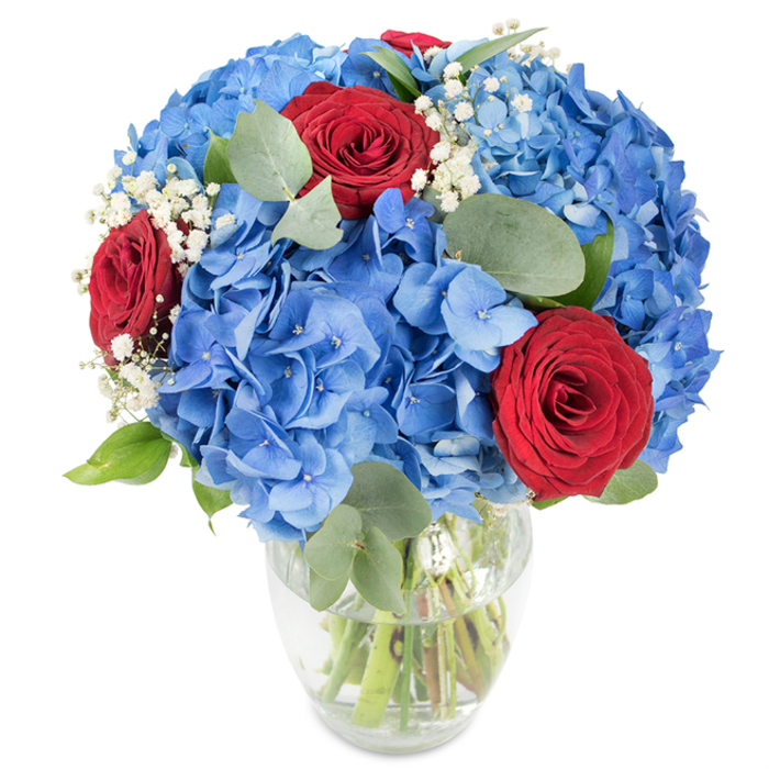 Against an uncluttered white backdrop, a skillfully composed floral arrangement rests in a clear glass vase whose gently rounded body and tapered neck frame the bouquet like a simple vessel of water and life. Voluminous masses of azure blue hydrangea dominate the scene; each round cluster is made up of many small, delicate petals that overlap to form a plush, cloud-like volume, their cool tones absorbing and reflecting soft daylight. Threaded through this sea of blue are three intensely red roses - compact, velvet-textured, and poised with classical form - their petals creating concentrated pockets of warmth and emotional focus. Tiny sprays of white baby's breath (Gypsophila) pepper the composition, introducing filmy, star-like accents that lighten the visual weight and add a breathy texture between the larger blooms. Complementing these flowers are soft, oval eucalyptus leaves in a muted green, bringing subtle shape variation and a faint, herbaceous aroma you can almost sense. The transparent vase reveals trimmed green stems in clear water, a visible detail that emphasizes freshness and botanical honesty. Bright, even lighting highlights the saturated blues and reds while casting gentle shadows that accentuate depth and layering. This bouquet feels celebratory and thoughtfully balanced, ideal as a centrepiece for a dinner table, a romantic gesture, or a commemorative display. I imagine it placed by a window in a Grove Park flat after an afternoon stroll through the neighbourhood or delivered to mark a birthday or anniversary among friends and family nearby.