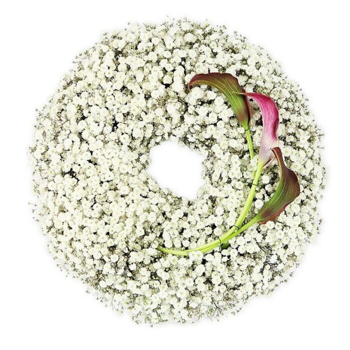 In this detailed image, a circular funeral wreath is displayed flat on a bright white background, creating a serene, almost weightless impression. The wreath is entirely covered in Baby's Breath, each tiny Gypsophila bloom adding to a densely packed ring of snowy white. The blossoms create a fine, cloud-like surface, with their miniature petals clustering tightly and spilling softly over the edges. The wreath's centre is left completely open, a clean circular space that contrasts with the intricate outer band and symbolises continuity, eternity, or the gentle passage from one life stage to another. At the upper right curve of the wreath, two calla lilies offer a dramatic contrast in colour and shape. Their smooth, trumpet-like flowers begin in a deep burgundy shade that feels rich and velvety, then lighten to magenta before fading into a fresh green near the base and along the slender, graceful stems. The stems curve delicately downward and inward, appearing to emerge from within the white blossoms, so that the callas feel rooted rather than simply placed on top. The overall effect is modern yet deeply respectful, the image evoking the sort of understated elegance many families in Grove Park seek when arranging flowers for a funeral in nearby churches or crematoria. The interplay of pure white and dark burgundy expresses both innocence and profound love, as though a local florist has distilled memories, gratitude, and farewell into this single, meticulously crafted floral circle.