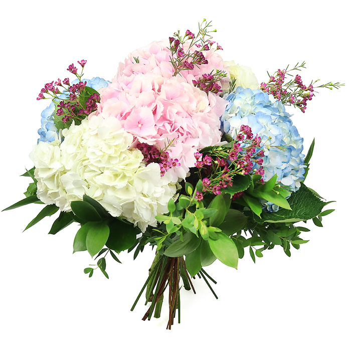 This image presents an abundant hydrangea bouquet, hand-tied and photographed against a minimalist white background so that every pastel shade and textured surface can be appreciated as if you were examining it in a Grove Park flower studio. The bouquet is built around large, domed hydrangea heads in a harmonious blend of baby pink, powdery blue, and creamy white. Each head consists of myriad tiny petals that create a compact, cloud-like mass, giving the arrangement a plush and rounded profile. The pink hydrangeas contribute a soft, romantic glow, the blue blooms add a soothing, watery calm, and the white flowers illuminate the whole design with a touch of simple elegance. Among these substantial blooms, fine stems of smaller deep fuchsia or magenta flowers-most likely waxflower-are scattered throughout. Their miniature, starry blossoms and slim, branching stems introduce delicate movement and pops of vivid colour that keep the composition lively without overwhelming the pastel palette. A mix of foliage anchors the design: broad, glossy, dark green leaves form a sturdy base, while smaller, lighter green leaves weave between the flowers, adding depth and a natural, garden-picked feel familiar to those who stroll the leafy streets around Grove Park station. The stems are carefully gathered and bound at the base in a neat hand-tied style, ready for placing into a glass vase on a kitchen table or console. Soft, even lighting enhances the natural gradation in the petals and the gentle shine on the leaves, imparting a mood of calm celebration. The bouquet seems perfectly suited to thoughtful occasions-anniversaries, thank-you gestures, or quiet sympathy-delivered with care within Grove Park and the surrounding neighbourhoods.