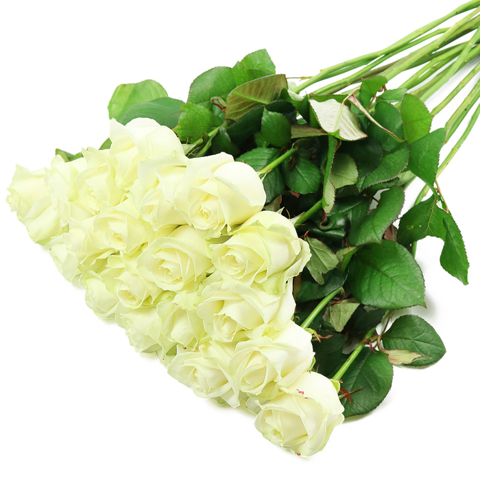 Laid diagonally across a pristine white surface, a beautifully composed bouquet of white roses evokes both simplicity and refinement, as though it has just emerged from the careful hands of a Grove Park florist. At the lower left, the rose heads are gathered into a generous, close-knit cluster. There appear to be roughly two dozen blooms, their sizes and stages of opening thoughtfully varied so that some cups are still tightly furled, while others are beginning to relax and show off their inner spirals. The petals are smooth, velvety, and unblemished, their colour a quiet blend of pure white and gentle cream, with the slightest blush of pale green at the base of the outer petals, indicating exceptional freshness. From this lush focal area, the stems stretch away towards the upper right of the frame like lines drawn with a steady hand. They are long, straight, and robust, their deep green tones anchoring the airy whiteness of the flowers. The stems are adorned with plentiful foliage: clusters of leaves in rich emerald shades, some edged or tinged beneath with a reddish hue, providing visual interest and depth. The bright, even lighting floods the scene, removing harsh shadows and allowing the intricate textures of petal and leaf to be clearly seen. With no vase, ribbon, or other accessories intruding, the arrangement feels honest and unforced, as if these roses are simply pausing before being carried out for same-day delivery to a home off Burlington Lane or a quiet celebration near Chiswick riverside. The mood of the image is one of gentle dignity and peace, making it ideal for marking weddings, christenings, or moments of remembrance throughout the Grove Park area.