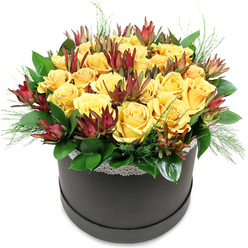 A round, charcoal-black hatbox overflows with a carefully composed mix of yellow roses and burgundy leucadendron, creating an arrangement that feels both modern and gently nostalgic, as though it were made to grace a quiet gathering in Grove Park. The flowers are arranged into a smooth, rounded dome, rising generously above the rim. At the heart of the piece are numerous golden yellow roses, clustered so closely that they seem to support one another. Each rose showcases layers of velvety petals curling outward from a central spiral, some fully open in sumptuous cups, others in mid-bloom, with edges still slightly tucked in. Their colour ranges from soft, buttery yellow at the base to stronger, sunlit tones toward the outer petals, giving the bouquet a luminous, almost glowing effect, like warm light streaming through a window overlooking the Thames Path. Interwoven among them are stems of Leucadendron 'Safari Sunset', their distinctive, tapered bracts standing just taller than the roses. These accents, deep burgundy with hints of reddish brown at the tips and muted green near the stem, introduce a sculptural quality and draw the eye upward. Encircling the lower portion of the arrangement is a ring of lush, dark green foliage, its broad, glossy leaves forming a smooth, protective cradle. From between the blooms and at the edges, fine, feathery fronds of lighter green foliage emerge, adding texture, movement, and a faint suggestion of a wild garden. A narrow band of delicate white lace runs along the top of the hatbox, underscoring the blooms with a subtle, intricate pattern that softens the contrast with the dark container. Set against a pristine white background, the arrangement appears crisp and fresh, perfectly suited for same-day delivery to homes near Grove Park station or along Burlington Lane, whether for congratulations, a birthday surprise, or a thoughtful thank-you.