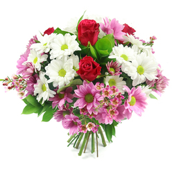 A round, luxuriant bouquet of mixed flowers is shown against a bright, uncluttered white background, giving the impression of standing in a tidy Grove Park kitchen flooded with daylight. At the centre, two rich crimson roses draw the eye first, their petals tightly layered and velvety, suggesting romance, gratitude, or deep affection. Encircling them are numerous white daisy-like chrysanthemums, each flower perfectly formed with a crisp white ring of petals framing a lively lime-green centre, like tiny sunbursts. Interlaced among these are pink daisy blooms ranging from soft blush to a more medium rose-pink, also with distinct lime-green centres, which create a cheerful, almost playful contrast against the white and red. Fine sprigs of pale pink waxflower-style blossoms weave through the design, their tiny, clustered flowers adding airy texture and a touch of wild meadow charm, reminiscent of an early morning walk through nearby Grove Park or down to the riverside. Lush greenery with broad, dark leaves and fresh green shoots supports the flowers from beneath, filling out the dome-shaped arrangement and enhancing the vivid hues. The stems are tightly bound into a neat hand-tied bunch, the cut ends clean and uniform, ready for a vase on a dining table by Grove Park station or a sunny corner near Strand on the Green. The bouquet feels celebratory yet soothing, suitable for marking a special birthday, welcoming a new baby, saying thank you, or simply brightening a friend's day with a piece of local floral artistry.