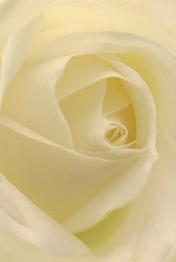 This intimate depiction unveils the essence of a rose, its ivory petals swirling inward in harmonious layers-capturing the elegant, understated charm that characterizes Grove Park. The petals display a velvety, almost ethereal translucence, tempting touch and offering a silent invitation to experience their gentle curves. Cast in soft, natural light reminiscent of peaceful afternoons in Chiswick, the rose glows with cream and pale lemon hues that evoke a sense of calm anticipation-like the hush before a gathering. Its balanced form, captured in exquisite detail, makes it a versatile expression of love, quiet reflection, or an anniversary marked by heartfelt grace. You might imagine its subtle floral aroma drifting through a local home, infusing the atmosphere with a sense of comfort and presence. This carefully honed composition showcases the mindful creativity of Grove Park Florist, where every rose is selected and arranged with deep care-each bouquet a reflection of our commitment to elegance, community, and the special moments celebrated across Grove Park.