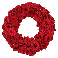 Imagine a Grove Park moment when a wreath of deep red roses emerges as if the season itself had whispered into the stem. The circle is generous and deliberate, built from dozens of roses in varying stages of bloom, from large, open faces to intimate, budding heads. The petals are velvety and rich, each layer curling slightly outward as if catching a soft breeze, creating a tapestry of crimson that feels both opulent and intimate. The white background acts as a stage, sharpening the colour and inviting the eye to follow the gentle spirals of the petals, while a faint gloss on each petal hints at the flowers' freshness. In the hush of a morning studio, you sense the careful craft-the alignment of blooms, the even pressure at the wreath's rim, the quiet confidence of the designer. For a Grove Park wedding gesture, a family remembrance, or a heartfelt declaration of love, this wreath carries meaning with elegance and restraint. It travels beautifully too, with same-day delivery across Grove Park to ensure it arrives vibrant and fragrant, just as cut from the garden. Each rose speaks in a language of memory and affection, and the arrangement invites you to lean in and feel the texture, the scent, and the soft romance of red petals.