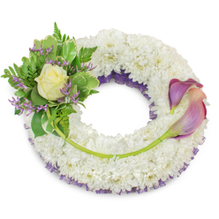 This sympathy wreath is assembled with the careful hand of an experienced Grove Park florist: a generous, circular base of pristine white chrysanthemums forms a pillowy, uniform field that suggests quiet reverence. A fine, deep-purple netting is barely visible beneath the white, peeking through around the inner circumference like a modest underlining of colour. At the upper-left, a compact cluster centres on a single soft cream rose, its velvety petals opening slowly and scenting the air with a faint, comforting perfume. Around the rose, a chorus of green foliage - variegated leaves with pale edges and delicate fern fronds - gives a natural, garden-like texture, while tiny sprigs of lavender-purple statice add a subtle, papery detail and a cool tonal link to the purple underlayer. On the opposite side, between approximately two and five o'clock, a pair of elegant calla lilies bend in a gentle arc; their smooth, sculptural trumpets graduate from a deep mauve at the tips to a softer peach-pink nearer the base, creating movement and balance across the wreath, their vivid green stems woven into the chrysanthemum base. A single longer stem from the left cluster crosses the lower section, discreetly secured and leading the eye to the lilies. Shown against a bright white background, this arrangement reads as a composed, heartfelt tribute suitable for funerals or memorials in and around Grove Park and deliveries to local venues such as Grove Park station chapels or community churches - a calming expression of remembrance offered by Grove Park Florist.