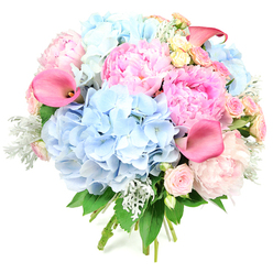 Set against a stark white background, this abundant, round bouquet appears almost to float, every flower and pastel hue clearly defined. Generous powder blue hydrangeas form the foundation, their dense, cloud-like clusters drawing the eye with their soft, cool tones and intricate lace of tiny petals. Intertwined with these mounds of blue are lavish pink peonies, their ruffled petals opening in layered waves, showcasing a spectrum from gentle blush to deeper candyfloss pink, infusing the bouquet with a romantic, storybook charm that feels at home in the quiet streets of Grove Park. Nestled among these larger blooms are small roses in blush pink and creamy yellow, each head delicately formed, adding dainty spirals of texture and the timeless elegance associated with classic rose gardens. Lifting the design and adding a modern edge, several coral-pink calla lilies rise above the rounded shape, their trumpet-like forms and smooth petals providing sharp contrast to the softer, frillier flowers below. Silvery-green dusty miller leaves, with their velvety, almost frosted look, slip between petals, subtly cooling the palette, while deeper green foliage frames the composition with a fresh, leafy backdrop. The bound stems visible at the base reveal a hand-tied structure, suggesting a bouquet prepared for delivery to a special celebration in a local riverside apartment or townhouse. The overall mood is joyful yet serene, like the gentle buzz of a weekend gathering near Grove Park station, making this arrangement perfect for birthdays, engagements, baby showers, or simply to lift someone's spirits with a burst of floral beauty.