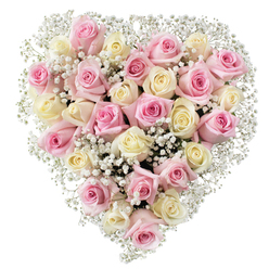 This lush, heart-shaped bouquet, expertly arranged in the spirit of Grove Park's gracious tradition, marries artistry with heartfelt intent. Layered with approximately thirty-five roses, each varying between the softest blush pink and a creamy white-some shaded delicately towards pale yellow-the bouquet forms a tender, inviting centrepiece. The roses themselves, in states of gentle unfurling, show off velvet petals that capture morning light, reminiscent of sunlight glinting off the Thames near Grove Park. Interspersed among the roses, feathery tufts of white baby's breath float like soft clouds, brightening the design and lending it an ethereal, uplifting feel. The shape, a flawless and generous heart, is sculpted with care by Grove Park Florist's skilled designers-reflecting both bespoke craftsmanship and a deep understanding of the area's preference for elegant, meaningful arrangements. Set against a luminous white background, the colours stand out boldly, while the composition's fullness and symmetry make it a striking tribute for occasions of emotional significance: heartfelt farewells near Chiswick Station, heartfelt gestures of love, or thoughtful gifts marking life's milestones. The bouquet is a sensory experience as much as a visual one; one can imagine the gentle fragrance of fresh roses and the cool, crisp touch of their petals. This floral heart beautifully captures themes of love, remembrance, and compassion, and resonates as a comforting presence throughout Grove Park's close-knit community.