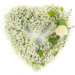 Seen close-up against an immaculate white backdrop, this heart-shaped floral design is entirely built of delicate white gypsophila - a soft, snow-like mass of tiny blooms that together form a perfectly rounded heart. The gypsophila's whisper-thin stems and minuscule flowers produce a cloudlike texture that invites the fingertips to imagine its gentle give. Embedded in the upper right curve sits a solitary cream-white rose, its petals tightly layered and catching the light with a subtle pearl sheen; that single rose reads like a quiet beacon in the sea of white, offering a focal point of tenderness and solace. Intertwined with the rose are deep green ivy leaves whose glossy surface and lobed edges lend classical structure, while the slender, pale-green eucalyptus-like sprigs sweep downwards to add a fine, aromatic softness. The even studio lighting highlights the contrast between the rose's velvety bloom and the airy gypsophila, and suggests a mild, comforting scent - a hint of rose mingled with green, leafy freshness. As a local florist experienced in Grove Park arrangements, I picture this piece standing beside a chapel service or resting gently at a graveside near the Nature Reserve; it carries meanings of purity, remembrance and quiet respect. It is composed to read clearly from a distance yet reward close inspection, every tiny spray tucked so the heart remains unmistakable and the overall mood stays serene and consoling.