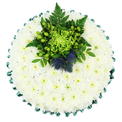 The photograph shows a round funeral cushion arranged with meticulous care, placed on a plain white background so its soft textures and colours are clearly visible. The main body of the tribute is a thick blanket of white spray chrysanthemums, packed tightly into the circular frame. Each bloom contributes a ring of fine petals, and together they create a smooth, padded surface with a gentle, cloud-like feel. The subtle hint of green at each flower's centre adds a whisper of life to the pristine white expanse. Encircling the tribute is a pleated emerald green satin ribbon, folded into even scallops that form a crisp, decorative edge. The ribbon's sheen contrasts beautifully with the matte petals and visually holds the design together, almost like a frame around a painting. Towards the upper centre of the cushion sits a striking cluster of bright green and blue-violet flowers and foliage. A lime-green spider chrysanthemum radiates slender, curling petals, forming the star of this focal point. Around it, clusters of glossy apple-green Hypericum berries bring rounded shapes and a sense of freshness, as though just picked. Dark fern fronds stretch outward from the centre, interspersed with layered leaves in deeper greens that add volume and movement. Nestled among the greenery are two distinctive Scottish thistles, their compact, spiky, globe-shaped blooms in muted indigo-blue adding drama, texture, and a nod to Scottish heritage. This carefully composed tribute feels both traditional and personal, perfectly suited to express sympathy at a funeral in Grove Park or nearby Chiswick, and could easily be imagined resting in a quiet local church or crematorium chapel, a gentle, floral expression of remembrance and respect.
