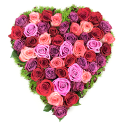 From an overhead viewpoint, this heart-shaped cushion of roses reads like a painter's study in affection - a tightly packed mosaic of fully opened blooms whose petals ripple with colour and scent. The palette moves from deep burgundy and blood red through classic scarlet into coral, blush pink, vivid magenta and soft lavender, each bloom selected and placed so the hues blend with graceful symmetry across the heart. The texture is sumptuous: velvety petals at their freshest, slightly cupped centers, and a dense, tactile surface that invites the hand to linger. Encircling the composition is a trim of delicate dark-green foliage, almost moss-like, that peeks out between blooms and crisply defines the heart's edge with a note of renewal. Overhead lighting sculpts soft shadows between the rose heads, accentuating the depth and giving the piece a three-dimensional richness perfect for close viewing or chapel placement. As a local florist here in Grove Park I know this shape reads powerfully at anniversaries, weddings, or as a dignified memorial; it's the kind of arrangement Grove Park Florist prepares for deliveries across the neighbourhood - from Grove Park station to Chinbrook Meadows and nearby Lee - when families ask for something that speaks of enduring love and gentle remembrance. The result is both opulent and consoling, a carefully calibrated statement of devotion rendered in roses.