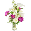 A lush, upright bouquet sits in a clear, fluted glass vase against a soft white background, offering a calm, gracious presence that would suit both quiet sympathy and heartfelt celebration. At the heart of the design are several sculptural white calla lilies, their smooth, trumpet-shaped spathes curling with a faint green wash at the throat; they rise like ivory silhouettes above the composition, catching the light with a satin sheen. Deep magenta peonies punctuate the arrangement with sumptuous ruffles-two large, fully open heads give weight and jewel-toned warmth while a tighter bud hints at unfolding promise. Nestled between these are creamy, tightly furled white roses that lend old-fashioned softness and a gentle perfume. Vertical sprigs of fragrant white stock thread upward through the centre, their clustered florets adding height and a romantic, cottage-garden texture that contrasts with the lilies' sleek lines. Fine clouds of baby's breath scatter tiny white points across the bouquet, like starlight lifting the deeper colours, and a mix of ferny, lance-shaped and broader green leaves grounds the display with fresh, verdant contrast. The clear vase reveals clean stems and water, an honest detail that reinforces the feeling of freshly gathered blooms cut at their peak. In the gentle, diffuse light of a kitchen table in Grove Park or on a mantel beside a favourite book, this arrangement reads as both elegant and approachable-crafted with care, fragrant in the early-morning way of newly cut stems, and perfectly suited to sit quietly in moments of reflection or simple domestic joy.