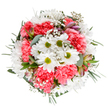 This bouquet bursts with the bright, optimistic spirit of Grove Park-the artistry of a skilled local florist evident in the lively blend of colors and textures. Pure white daisies with fresh green eyes stand tall, surrounded by plush, coral-tinted carnations that ripple across the arrangement in joyful waves. Interspersed, tiny baby's breath flowers float lightly, evoking memories of early spring walks near Station Parade, their presence adding dreamy softness. Eucalyptus leaves in pastel blues and greens bring a subtle fragrance and structure, while nestled throughout, delicate alstroemeria buds blushed in purple and rose hint at blooms ready to open with new stories. Framing the bouquet, assorted greenery completes the harmonious circle, creating fullness and calm energy. Every element, chosen and placed with thought, forms a bouquet that celebrates Grove Park's love of simple pleasures and everyday beauty. It's a perfect choice for sending cheer, marking a special milestone, or adding a graceful touch to any home or event in the local area, and a testament to the community values woven into every design by Grove Park Florist.