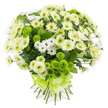 A softly rounded bouquet of chrysanthemums is shown against a plain white background, the absence of distractions allowing the interplay of white, cream, and lime green to truly shine. The composition is dense yet balanced, with numerous small and medium chrysanthemum blooms packed closely together to form a plush dome. Most of the flowers are white or gently creamy, their multi-petaled heads reminiscent of cheerful daisy-like sprays and small decorative chrysanthemums, creating a tranquil, cloud-like effect. Dotted confidently through the pale blossoms are lime green button chrysanthemums, each one a neat little sphere of tightly packed petals that introduces fresh bursts of colour and a tactile, almost velvety texture, evoking the vibrant greens of the trees around Grove Park's quiet residential streets. Deep green foliage peeks from beneath and between the flowers, offering contrast and reinforcing the bouquet's natural, garden-inspired character. The stems trail downward in a tidy bundle, all neatly cut and secured with a wide, satin-finish ribbon in matching light green, tied into a graceful bow that adds a refined finishing touch without overpowering the blooms. The overall impression is one of peace, purity, and gentle renewal, making this bouquet a fitting choice for sending condolences, acknowledging a milestone, or celebrating new beginnings in and around Grove Park. You can imagine it delivered to a doorstep near the Thames Path, placed into a favourite vase, and becoming a quiet focal point that brings a sense of calm, hope, and connection to nature into the room.