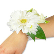 A pristine white wrist corsage rests gently on the inner forearm of a person with fair skin, photographed against a clean, even white background. The design is centered on a large, luminous white Gerbera daisy whose numerous crisp, silky petals fan outward in a perfect circular rhythm from a bright yellow-green, slightly textured central disc. Around the Gerbera nestle clusters of smaller white blooms-soft, chrysanthemum-like pompons and tender lisianthus buds-layering the arrangement with delicate volume and a whisper of cream. Deep, glossy green leaves tuck in behind and around the flowers, their smooth surfaces catching soft studio light and creating a vivid contrast that makes the white petals sing. The whole cluster is secured to the wrist by an elegant multi-strand band of small, luminous faux pearls that curve gently around the wrist, the beads reflecting the light like miniature moons and lending a vintage yet refined feel. Close inspection suggests a faint, cool scent of fresh greens and a mild, clean floral sweetness-an olfactory note typical of morning-cut blooms. The composition is carefully balanced so the floral weight sits comfortably on the skin, suitable for proms, weddings, graduations, or other formal occasions where understated elegance is desired. The image emphasizes tactile details-the soft give of petals, the firm bead of a pearl, the smoothness of the wrist-so someone who cannot see it can imagine how it might feel to wear: a small, wearable moment of celebration pinned to the arm.