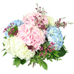 A beautifully composed hand-tied bouquet of mixed hydrangeas is centred against a bright white background, its generous, rounded shape and layered petals giving it a luxurious yet gentle presence. Large hydrangea heads in three key pastel shades form the core of the design: pale blush pink with a soft, romantic tone; light, airy blue evoking clear skies over Grove Park's leafy avenues; and creamy white heads tinged with the faintest hint of butter-yellow, which add glow and clarity. Each head is constructed from dozens of small, four-petalled florets that nestle closely together, creating a plush, cloud-like texture that suggests both softness and abundance. Threaded among these substantial blooms are slender stems of tiny, star-shaped filler flowers in deep magenta and purple, probably waxflower or a similar variety, their intense colour adding an elegant contrast and drawing the eye into the bouquet. Fresh green foliage wraps around and weaves through the arrangement, with broad, darker hydrangea leaves forming a sturdy base and finer, lighter green stems softening the edges, giving the bouquet a just-picked-from-the-garden quality reminiscent of local plots near Chiswick Railway Station. The stems are neatly gathered and tied at the bottom, mostly concealed by the profusion of flowers and foliage above. Even, bright lighting bathes the bouquet, bringing out the delicate veining on each petal and leaf, and ensuring that the subtle shifts between pink, blue, and cream are clearly visible. The overall impression is one of serene celebration and refined charm, ideal for marking milestones, offering congratulations, or simply bringing a touch of fresh, pastel beauty into homes around Grove Park.