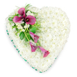 A tender and sophisticated heart-shaped floral tribute is shown from above, its form clearly defined against a plain, bright white background. The bulk of the heart is densely paved with small, pristine white spray chrysanthemums, their petals compact and overlapping so closely that they resemble a soft cushion or quilt of flowers. This uniform field of white radiates a sense of calm, purity, and quiet remembrance, making it an especially fitting choice for a funeral or memorial setting. Around the outer edge runs a delicate border of emerald green ribbon, its satin surface catching subtle highlights as it traces the curves of the heart, providing a subtle yet distinct frame. On the upper left-hand side, an eye-catching diagonal spray of deep magenta and fuchsia-toned calla lilies cuts across the white base. Three fully open callas with dark centres stand prominently at the top, their sculptural, trumpet-shaped blooms creating a bold statement, while two more slender, partially unfurled lilies trail gently downwards, adding softness and movement to the composition. Between these callas, small tufts of white freesias or similar dainty blooms provide an airy contrast in both form and imagined fragrance. The flowers are supported by a backdrop of lush greenery, including gleaming broad leaves and more delicate, fern-like foliage that adds texture and natural depth. This arrangement feels like the kind of thoughtful tribute chosen by families in Grove Park, perhaps delivered to a local church or crematorium, where its white heart and rich accents of pink and green can quietly convey love, respect, and an enduring sense of connection to the person being remembered.
