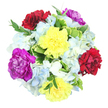 From a bird's-eye perspective on a plain white backdrop, this bouquet appears as a compact, circular splash of colour, carefully balanced yet full of life. Six eye-catching carnations sit at the core, each bloom richly layered with ruffled petals. Two are a clear, bright yellow that seems to radiate warmth, two are in a deep burgundy-red that adds a sense of romance and comfort, and the remaining two glow in vivid magenta-purple, lending a contemporary, expressive feel. Surrounding and softening these bold tones are clusters of light blue and white hydrangeas, their many small petals joining together into cloud-like forms. They give the arrangement an airy, tranquil quality, reminiscent of calm skies above the leafy streets of Grove Park. Interwoven with the flowers are sprigs and leaves of varying greens: some broad and variegated with creamy edging, others slimmer and dark, adding contrast and framework. This greenery gives depth and a touch of wild, garden-style charm, as if the bouquet had just been gathered from a well-tended local border. Gentle, even lighting allows each colour to stand out against the white background without harsh shadows, while subtle shading between petals reveals the bouquet's fullness. The composition feels joyful but not overwhelming, making it well-suited to birthdays, congratulations, or simple thinking of you deliveries within Grove Park. Whether placed on a dining table, a hallway console, or a work desk, this arrangement would bring a refreshing burst of colour and a sense of thoughtful care.