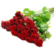 An opulent arrangement of red roses is laid out on a bright white background, the bouquet angled so that the dense cluster of blooms rests to the left while the long stems stretch neatly to the right. Around two to three dozen roses are gathered together, their velvety crimson petals layered in flawless spirals that curve inward to create perfectly formed, full-headed flowers. The deep red hue feels rich and saturated, evoking the classic romance that Grove Park Florist often prepares for anniversaries, Valentine's surprises, and meaningful declarations along the quiet residential avenues nearby. A smooth, even light floods the composition, revealing the fine textures of each petal, from the slightly darker, shadowed inner whorls to the softer, lighter edges that catch the highlight. Among the blooms, dark green leaves appear in small clusters, glossy and fresh, lending a natural contrast that makes the roses' colour seem even more intense. Behind the flowers, a tidy array of long, straight stems extends across the white plane, some subtly textured with fine thorns that underscore the authenticity and freshness of the bouquet. The simplicity of the background keeps all attention on the passionate red blooms and their harmonious arrangement, producing an impression of luxury, devotion, and timeless elegance. This is the sort of grand, hand-tied rose bouquet one might imagine arriving at a doorstep near Grove Park station, transforming an ordinary day into a cherished romantic memory with one sweeping gesture of crimson petals and lush greenery.