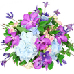 In this image, a sumptuous mixed-colour bouquet appears to float against a clean white background, allowing every detail to sing. The core is composed of generous, powder-blue hydrangea heads, closely packed into soft, rounded clusters that resemble billowing clouds drifting over the tree-filled avenues of Grove Park. Their countless tiny florets overlap to create a velvety, almost quilted effect. Intertwined with this cool foundation are mesmerizing Vanda orchids in vibrant fuchsia-purple, their wide, open faces and velvety petals patterned with a delicate grid of deeper violet speckles, introducing an unmistakable sense of exotic refinement. Between these focal blooms, delicate spray roses in blush-pink and creamy white are tucked at different heights; some appear as tight, hopeful buds, while others begin to open into classic spirals, providing a gentle, romantic softness. From the edges of the bouquet, elegant clematis stems extend outward, bearing star-like flowers in intense indigo and soft lavender, accompanied by slender buds that curve gracefully, giving the design a light, almost whimsical movement reminiscent of climbing plants along garden fences near the Thames. Encircling and weaving through the flowers, glossy emerald-green foliage adds contrast and structure, its leaves catching the light and deepening the vibrancy of the surrounding colours. The bouquet as a whole is full and slightly overflowing, suggesting generosity and celebration while remaining balanced and composed. Soft, even illumination ensures that every petal and leaf appears fresh and luminous. The arrangement radiates a mood of quiet celebration and thoughtful luxury, perfectly suited to birthdays, anniversaries, or as an impressive thank-you bouquet delivered to a doorstep in Grove Park.