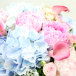 Captured in an intimate close-up, this bouquet feels as if it has just been lifted from the worktable of Grove Park Florist, ready to travel out along the nearby streets. Dominating the central and upper-right area are large pink peonies, their many ruffled petals layered in intricate folds that range from whisper-soft blush on the outer edges to a deeper, romantic rose-pink near the centre, giving a sense of luxurious fullness and movement. Embracing these peonies, rounded clouds of sky-blue hydrangea gather along the left side and into the lower centre; each head is made up of countless tiny florets, blending into a cushion of cool blue that gently offsets the warmth of the pinks and recalls calm walks beside the Thames. Sprinkled between these main flowers are blush-toned garden roses, some still in neat, button-like buds, others just beginning to open, their subtle spirals suggesting quiet affection and timeless beauty. A few calla lilies in a stronger rose-pink, almost fuchsia shade, sweep through the arrangement, their sleek, trumpet-shaped blooms and smooth, waxy surfaces catching glints of light in the upper right and on the far left, bringing a modern, elegant line to the composition. Wisps of silvery-green foliage, probably eucalyptus or dusty miller, tuck between the blossoms, adding gentle texture, soft grey-green tones, and the impression of a fresh, leafy scent. The overall palette is pastel yet confident, bathed in soft light that highlights the bouquet's freshness and handcrafted care, ideal for sending a message of love, joy, or gentle support to homes and offices throughout Grove Park and neighbouring Chiswick.