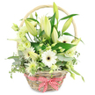 A light tan wicker basket, rustic yet neatly crafted, is captured against a stark white background, overflowing with an artfully arranged mix of white and pale green flowers that exude calm and understated celebration. The basket's woven sides have gentle variations in colour and texture, and a matching handle curves smoothly above the blooms. Around the base, a red and white checkered ribbon is tied into a tidy bow, giving the piece a warm, nostalgic accent, like something you might carry home from a weekend flower stall near Grove Park. Inside the basket, tall lily stems rise at the back and centre, their buds long and tapered, each in a soft gradient of green to creamy white, some beginning to soften and open. At the front, white Gerbera daisies provide bright focal points, their broad petals arranged in tight circles around dark, contrasting centres that stand out sharply against the lighter hues. Soft lisianthus blossoms in white and fresh, pale green are threaded throughout, their gently frilled petals adding a romantic, almost cloud-like volume. A single white calla lily, trumpet-shaped and elegantly curved, introduces a sleek, modern line, while small, spiky chrysanthemum-type flowers in white and green dot the spaces, adding fine, intricate detail. The arrangement is anchored by an abundance of greenery: rounded eucalyptus leaves in a silvery blue-green tone, variegated foliage with creamy edges that catch the light, and larger, dark green leaves that deepen the palette and give structure. The overall impression is one of purity, freshness, and natural poise, ideal for an intimate anniversary supper at home, a thoughtful gift for neighbours, or simply to bring a soothing, garden-like presence into a quiet Grove Park sitting room.
