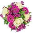 Seen directly from above against a clean white backdrop, this generous hand-tied bouquet reads like a small celebration: creamy ivory roses form a soft, luminous centre, their velvety petals spiralling in classic, tightly-coiled rosettes. Around them, vivid magenta gerbera faces open like joyful disks, each row of fine petals catching the light and pointing attention outward toward their darker, textured centers. Deep purple alstroemeria - delicate, trumpet-like and lightly marked - weave between the larger blooms, offering a cool, almost twilight note that complements the gerberas' exuberance. Varied green foliage - glossy broad leaves, slender blades and a few variegated strands - fills the spaces with a lush foundation, its waxy and feathered textures giving the arrangement depth and a fresh, garden-picked feel.

The bright white background isolates every hue so the fuchsia, royal plum and soft ivory read with crisp clarity; soft studio light highlights subtle shadows in the rose spirals and the gentle ridges of each gerbera petal. The bouquet carries a light, tea-rose fragrance tempered by green, leafy notes - the scent of cut flowers straight from a cool workbench. Emotionally it is unabashedly celebratory: appropriate for birthdays, anniversaries, a heartfelt thank-you or a spontaneous just because gesture. As a Grove Park floral design, it evokes local summer stalls and park benches near Chinbrook Meadows, where these colours often brighten the neighbourhood. The arrangement shows careful florist craft: balanced colour repeats, thoughtful textural contrast, and an airy fullness that keeps it elegant rather than fussy, ready to lift a room or make a recipient feel warmly remembered.