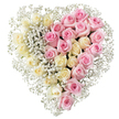 Softly romantic heart-shaped funeral tribute composed entirely of roses and baby's breath, displayed on a plain white background so the form and colours can be clearly imagined. The heart is divided cleanly down the middle, forming two distinct yet harmonious halves. On the left, a lush blanket of creamy white and very pale yellow roses covers the surface, each bloom fully formed, with smooth, velvety petals folding out in rounded layers that suggest peace, innocence, and quiet reflection. On the right, the same rich texture appears in medium pink roses, their blush tones adding warmth and emotional depth, as if holding memories of laughter, shared stories, and gentle goodbyes. Fine sprays of tiny white gypsophila are interlaced between the roses throughout the design, with a particularly generous scattering along the central divide and all around the outside edge, creating a cloud-like frame that softens the structure and brings a sense of lightness. The tribute looks newly created in a Grove Park flower shop, ready to be delivered to a local chapel, churchyard, or cremation service by the river, where family and friends might be gathering to honour a loved one. The thoughtful combination of ivory and pink blooms, along with the airy baby's breath, makes this heart an apt choice for expressing unconditional love and gratitude. It quietly conveys the message that someone was cherished deeply and will be remembered with tenderness long after the service has ended.