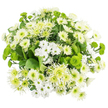 In this top-down photograph, a lush, rounded bouquet of chrysanthemums unfolds like a tranquil pool of white and green set against a pristine white background. The arrangement is dense yet carefully ordered, with numerous white chrysanthemums of varying forms interlocking seamlessly. Small spray chrysanthemums with daisy-like faces cluster together, each blossom showing tidy white petals around a green-yellow centre that adds a hint of warmth to the cool palette. Larger white mums contribute velvety mounds of layered petals, and a scattering of blooms with longer, slightly spiky petals introduces an airy, feathered texture that keeps the composition from feeling too formal. Threaded through the white canvas are vibrant green button chrysanthemums, their compact, pom-pom shapes and bright chartreuse colour injecting lively energy and depth. Pale lime cremon or spider chrysanthemums add another dimension, their fine, elongated petals radiating from gentle green hearts, creating soft, starburst silhouettes across the bouquet. Everything rests on a discreet bed of deep green foliage, broad leaves overlapping to form a rich, structured base that peeks through here and there. The lighting is bright yet soft, allowing every nuance of petal and leaf to be seen clearly, as if the bouquet were laid out under natural daylight in a Grove Park florist's studio. The mood is one of freshness, purity, and subtle renewal, reminiscent of the calm found in the nearby green spaces and riverside walks. This arrangement would suit occasions that call for gentle reassurance or quiet celebration-perfect for a thoughtful delivery to a home near Grove Park, a peaceful hospital bedside, or a minimalist dining table needing a cool, serene focal point.