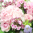 In this intimate floral close-up, a hand-arranged bouquet of pink and lavender blooms seems to hover in soft daylight, like a moment of calm captured somewhere near Grove Park's quiet side streets. The main focal point lies in the center and upper left, where a generous head of blush hydrangea forms a pillowy mass of texture; each tiny petal folds into the next, creating the impression of a gentle, pastel cloud tinged with the palest pink. Nestled just below on the lower left, a rose in a deeper blush shade begins to unfurl, its velvety petals forming a precise, spiraling heart at the center and then opening outward in smooth, curved layers. On the mid-right, another rose of similar hue but slightly duskier in tone balances the bouquet, its open form revealing delicate petal edges that look almost brushed by the light. Dancing between these focal flowers are clusters of smaller fuchsia and magenta blossoms, likely waxflower or phlox, with tiny star-like or flat five-petaled blooms and darker centers that add both fine detail and an energetic splash of richer pink, echoing cottage gardens around Grove Park. On the lower right, a bell-shaped flower in a cool pastel lavender-reminiscent of campanula-leans out gently, its slender petals softening the warm palette and suggesting a breath of spring air. Slender green stems and lush, dark greenery cradle and frame the entire arrangement, giving structure and a natural, freshly gathered feel. The overall mood is tender and uplifting, as if this bouquet were intended for a birthday surprise, an anniversary delivered to a home near the station, or a simple act of kindness that brings a quiet sense of celebration and comfort into the room.