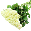 A graceful bouquet of white roses lies diagonally from the lower left to the upper right of a flawless white background, creating a clean, modern composition that still feels deeply romantic and personal, much like the arrangements crafted for families in Grove Park. The heart of the bouquet is a dense grouping of around two dozen rose heads, closely packed so their petals form a soft, continuous surface. Many of the flowers are at a semi-open stage; their centres are still compact, but the outer petals have begun to ease outward, forming layered, cup-shaped blooms. The colouring is an elegant creamy white, with subtle ivory tones and just a trace of pale green on some of the outermost petals, conveying a sense of cool, garden-fresh beauty. Emerging from beneath this full crown of blossoms, the stems run diagonally across the frame, long and sturdy, gathered neatly where they meet and then fanning out lightly. They are a deep green, lined with rich foliage that varies slightly in shade, from dark emerald to fresher lighter greens, with a few leaves hinting at red along their edges or undersides. The light is bright yet gentle, evenly illuminating the petals and leaves so that textures appear almost tactile-the smoothness of rose petals, the faint ridges of leaf veins. With no visible container or decoration, all attention rests on the natural form and craftsmanship of the bouquet, as though it is moments away from being delivered to a quiet home near Grove Park station or to a riverside venue along the Thames. The image conveys purity, remembrance, and understated elegance, suitable for wedding flowers, sympathy tributes, or thoughtful gestures shared within the Grove Park community.