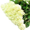 In this photograph, a sumptuous cluster of white roses is shown from above, creating the impression of a single, rounded mass of blooms that nearly fills the entire frame. The roses are tightly grouped, with their petals overlapping to form a dense, luxurious carpet of creamy white and pale ivory tones. Each flower displays its own personality: some are tightly furled with pointed buds that promise to open, while others have begun to spread wide, revealing layered centres that spiral inward like delicate sculptures. The textures are soft and velvety, and the bright, even lighting accentuates every subtle fold and shadow, giving the bouquet a luminous quality against its simple white background. Around the edges of this sea of petals, you can just make out the darker green of leaves and stems, adding hints of contrast and hinting at the natural strength that supports all that softness. The arrangement feels freshly prepared, as though it has just left a Grove Park florist's workbench to be delivered to a home on a quiet residential street nearby. There is an imagined fragrance-clean, creamy, and serene-that suits occasions where words might feel too small. The overall mood is one of purity and quiet elegance, making these white roses perfect for bridal bouquets, sophisticated anniversary displays, or thoughtful sympathy flowers sent within the Grove Park and Chiswick area. This bouquet conveys a message of peace, respect, and enduring affection, its timeless beauty speaking gently on behalf of the sender.